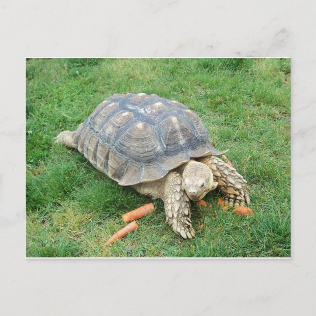 Giant Turtle 2 Postcard (Front)