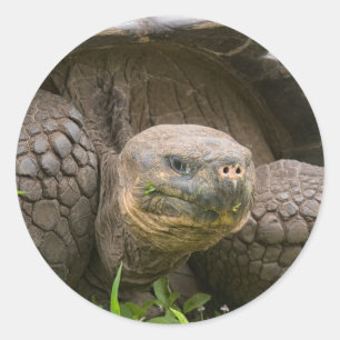 Giant turtle classic round sticker