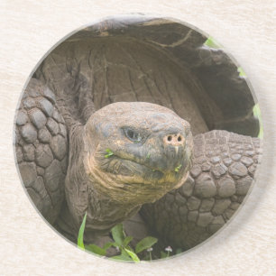 Giant turtle coaster