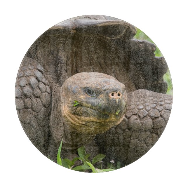 Giant turtle cutting board (Front)