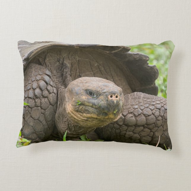 Giant turtle decorative cushion (Back)