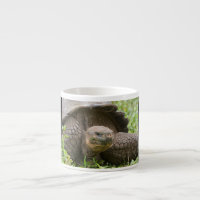 Giant turtle