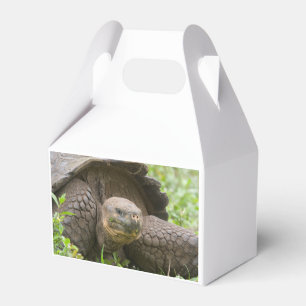 Giant turtle favour box