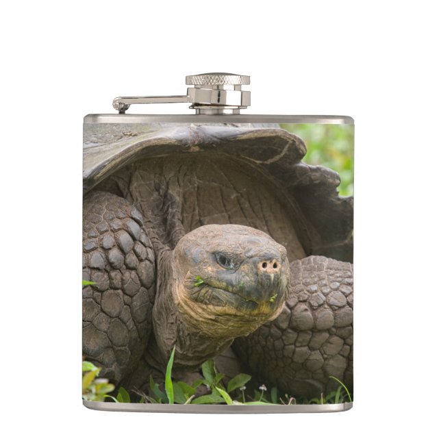 Giant turtle hip flask (Front)