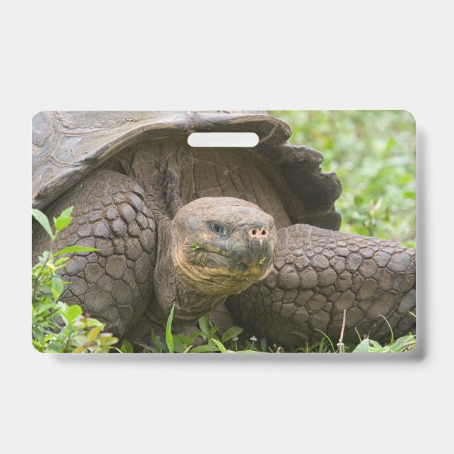 Giant turtle ID badge (Front)