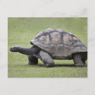 Giant turtle in grass postcard