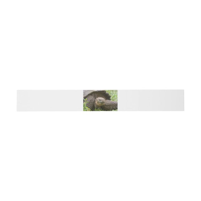 Giant turtle invitation belly band (Flat)