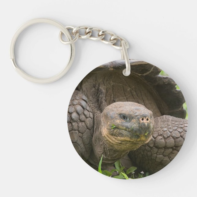 Giant turtle key ring (Front)