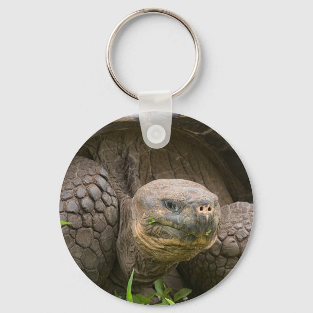Giant turtle key ring (Front)