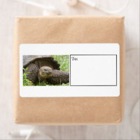 Giant turtle label