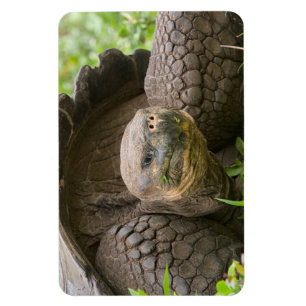 Giant turtle magnet