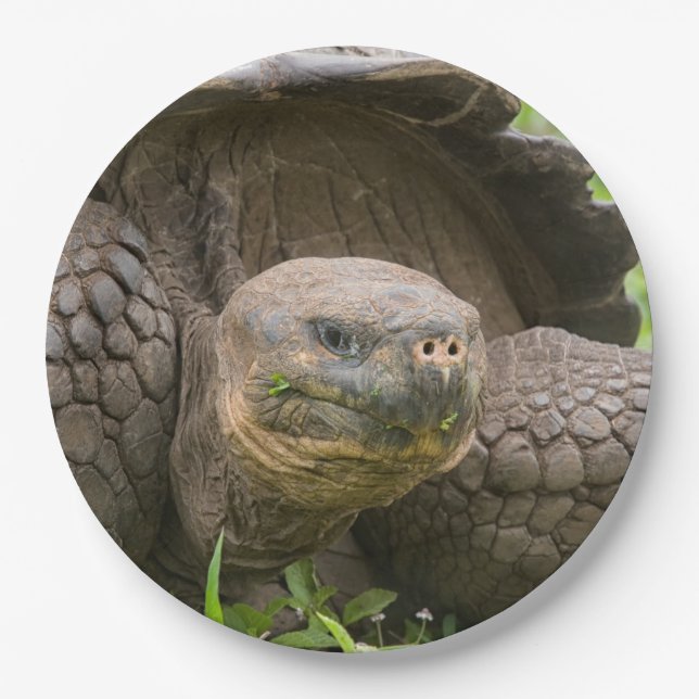 Giant turtle paper plate (Front)