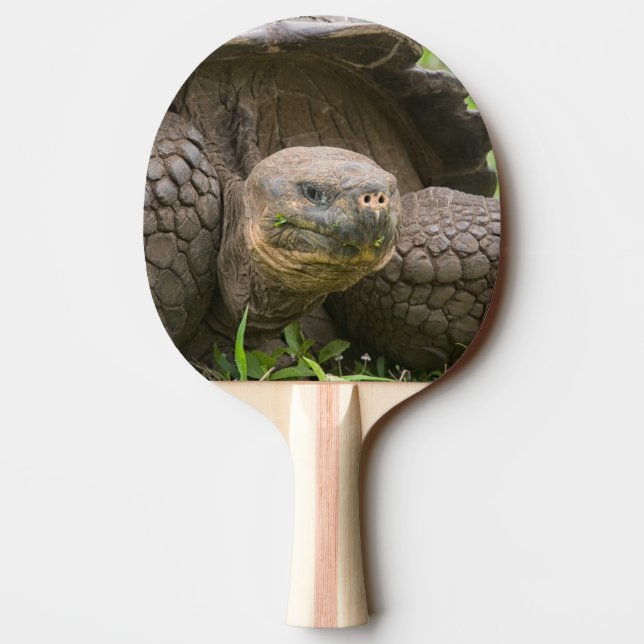 Giant turtle ping pong paddle (Back)