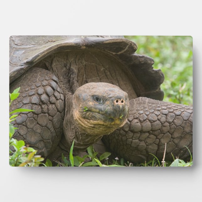 Giant turtle plaque (Front)