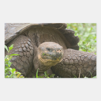 Giant turtle rectangular sticker
