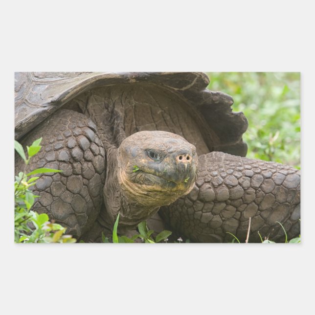 Giant turtle rectangular sticker (Front)