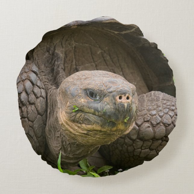 Giant turtle round cushion (Back)