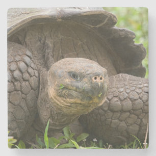 Giant turtle stone coaster