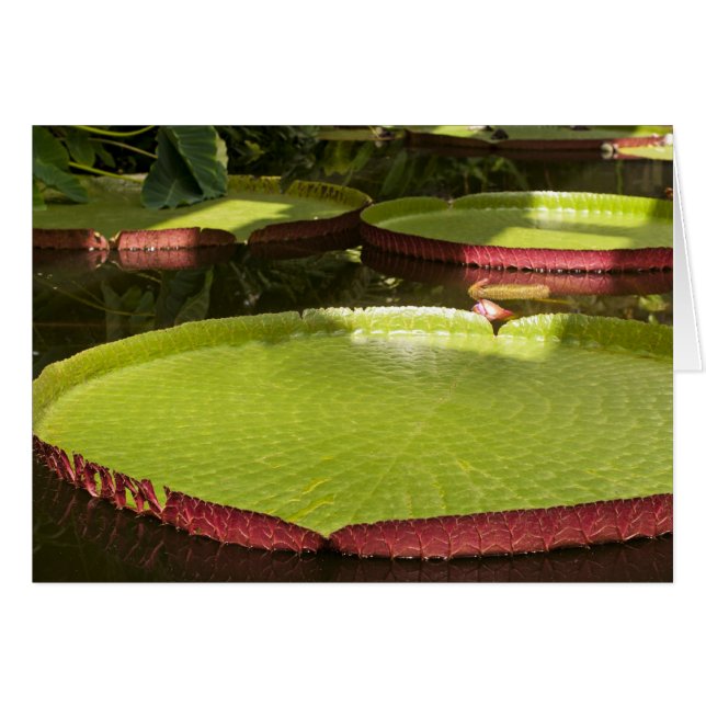 Giant Water Lilies Card (Front Horizontal)