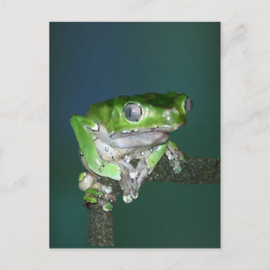 Giant Waxy Monkey Frog Postcard