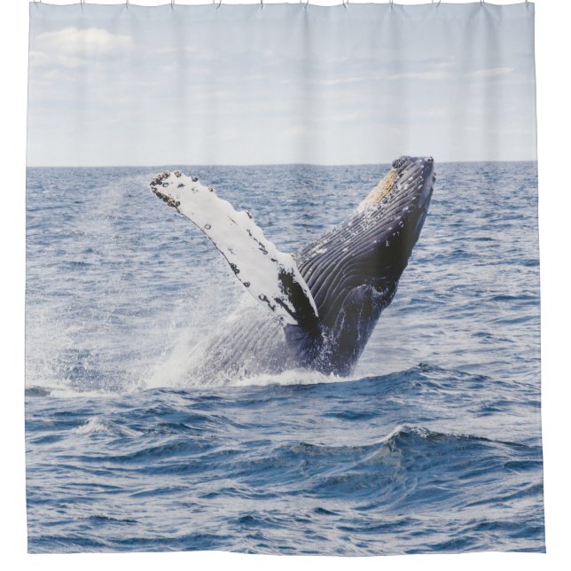 Giant Whale Jumps Out Of Ocean  Shower Curtain (Front)
