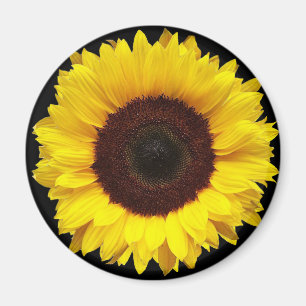 Giant Yellow Garden Sunflower on Black Background Magnet
