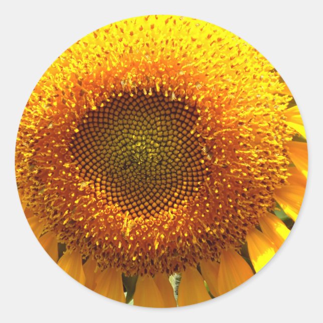 Giant yellow mammoth Sunflower Classic Round Sticker (Front)