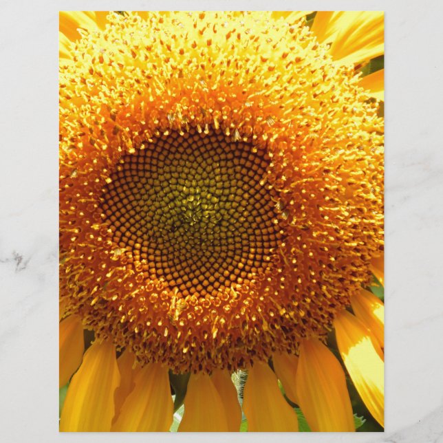Giant yellow mammoth sunflower photo (Front)