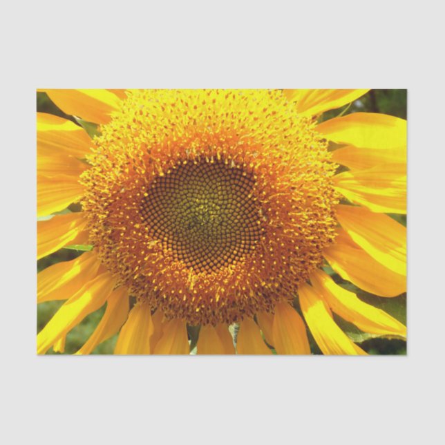 Giant yellow mammoth sunflower photo tissue paper (Front)