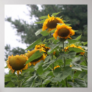 Giant Yellow Sunflowers  Poster