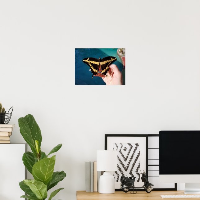 Giant Yellow Swallowtail Butterfly Poster (Home Office)