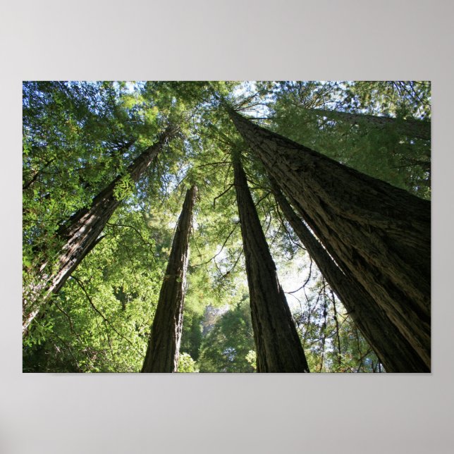 "Giants", Muir Woods Poster (Front)