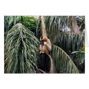 Gibbon Just Hanging Around,