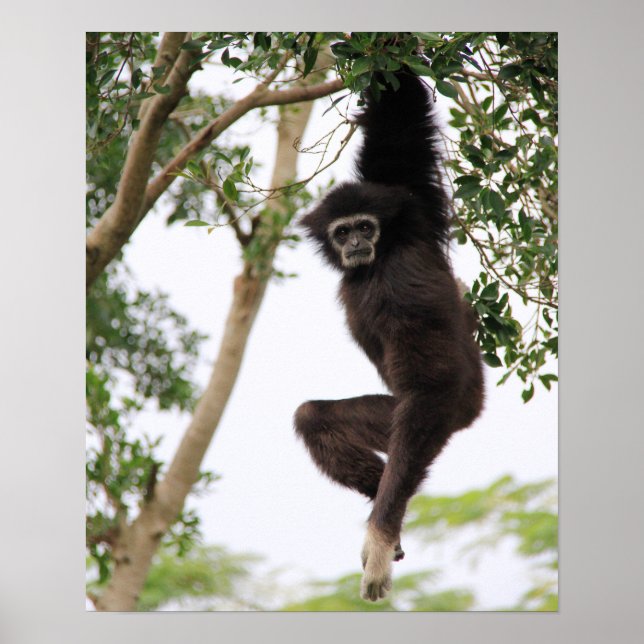 Gibbon Swinging from Tree Poster (Front)