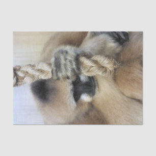 GIBBON TISSUE PAPER