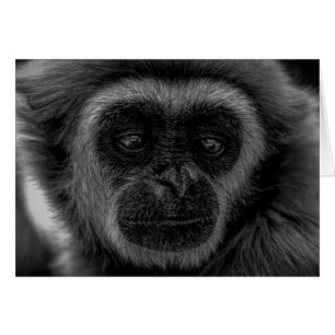 Gibbon wildlife indonesia mammal