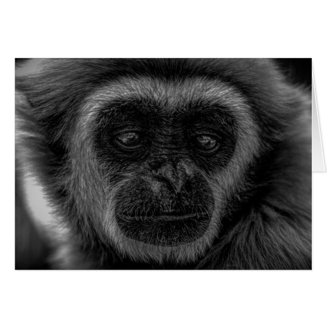 Gibbon wildlife indonesia mammal (Front Horizontal)