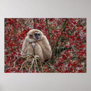 Gibbon's Solitude Poster