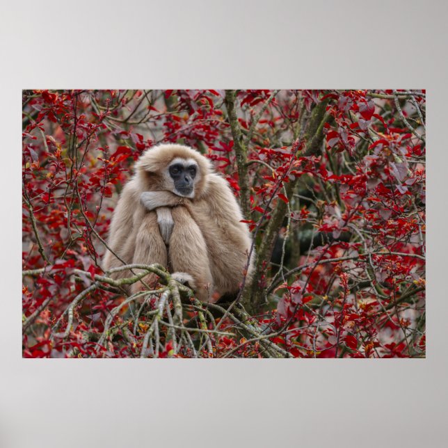 Gibbon's Solitude Poster (Front)