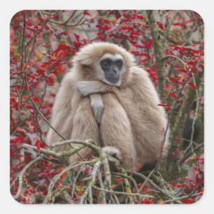 Gibbon's Solitude Square Sticker