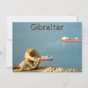 Gibraltar Barbary ape Card