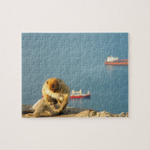 Gibraltar Barbary ape Jigsaw Puzzle