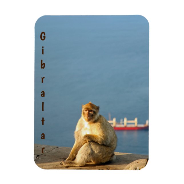 Gibraltar Barbary ape Magnet (Vertical)