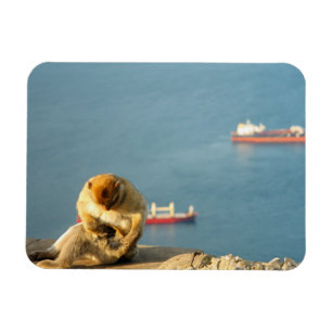 Gibraltar Barbary ape Magnet