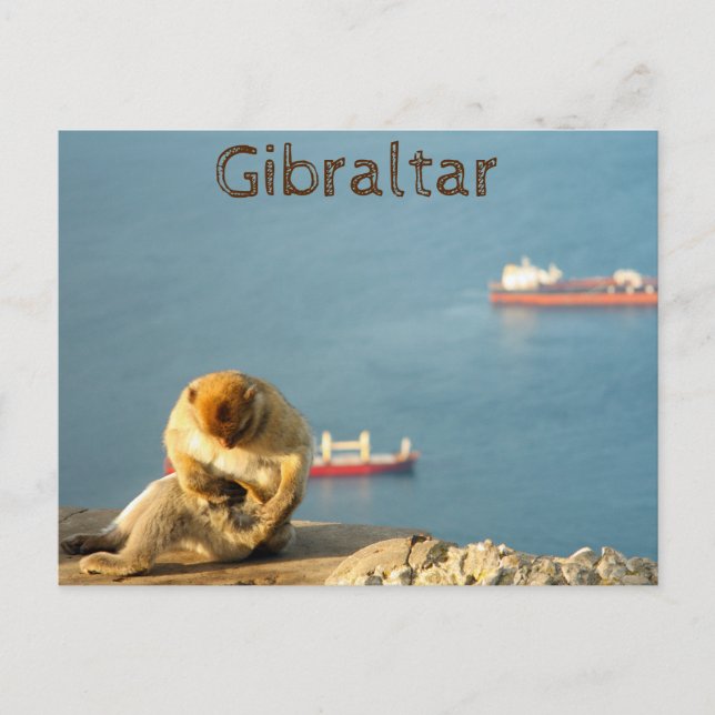 Gibraltar Barbary ape Postcard (Front)