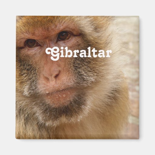 Image of Gibraltar Barbary Macaques Magnet
