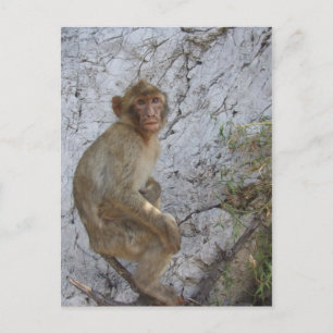 Gibraltar Monkey postcard, customise Postcard