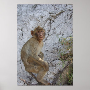 Gibraltar Monkey poster
