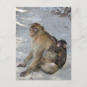 Gibraltar Monkeys postcard, customise Postcard