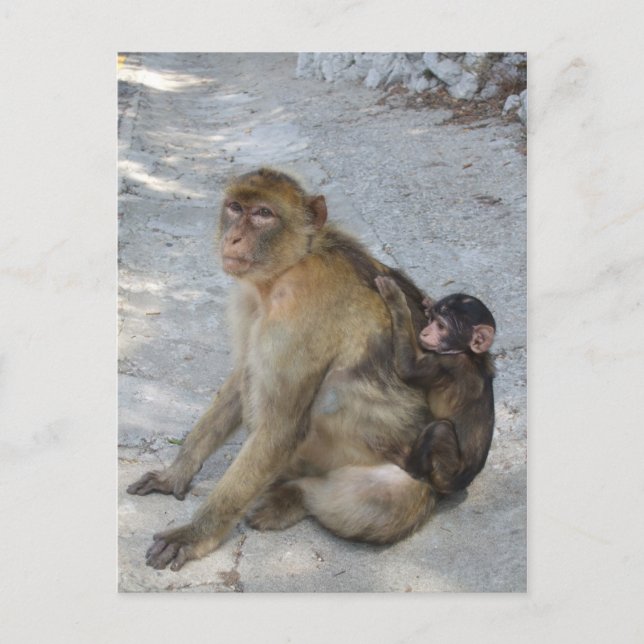 Gibraltar Monkeys postcard, customise Postcard (Front)